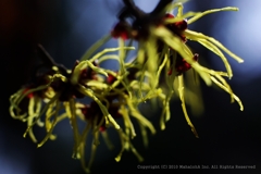 a witch hazel 