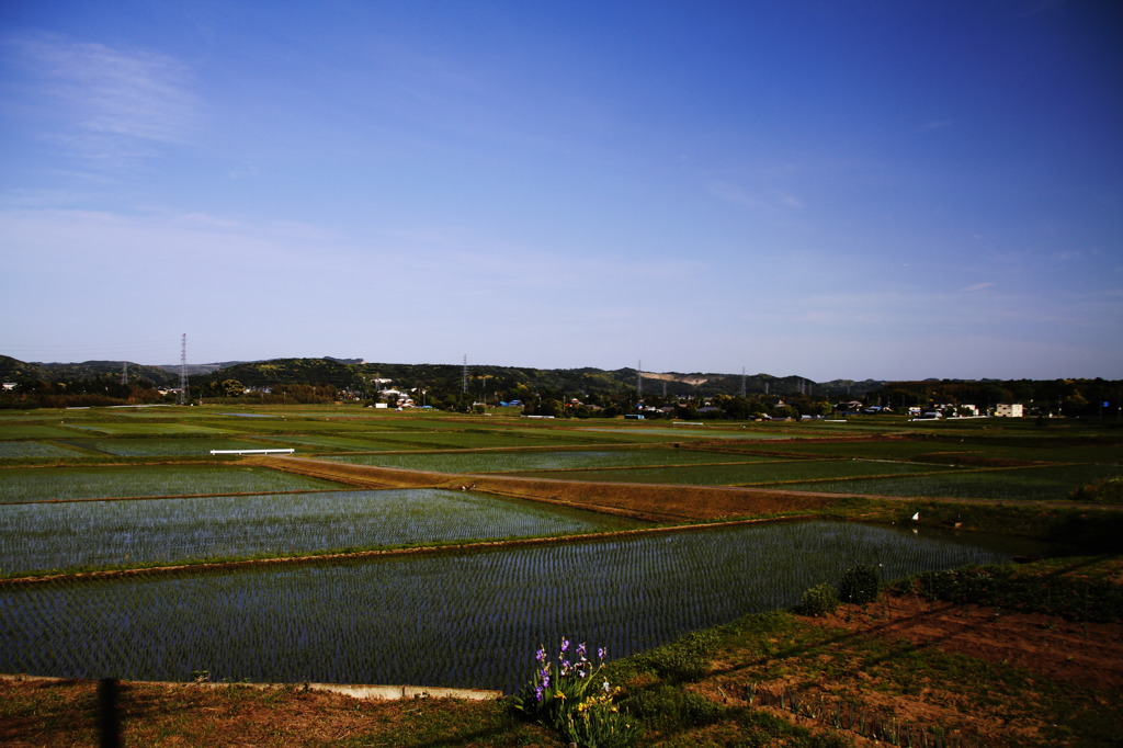 田んぼ