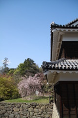 桜と上田城