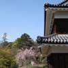 桜と上田城