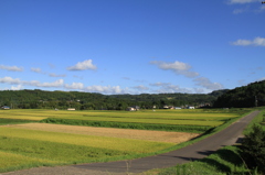 田舎の田んぼ