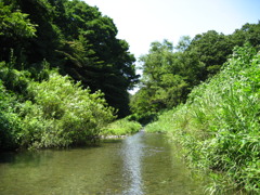 夏色の川