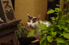 北千住の猫