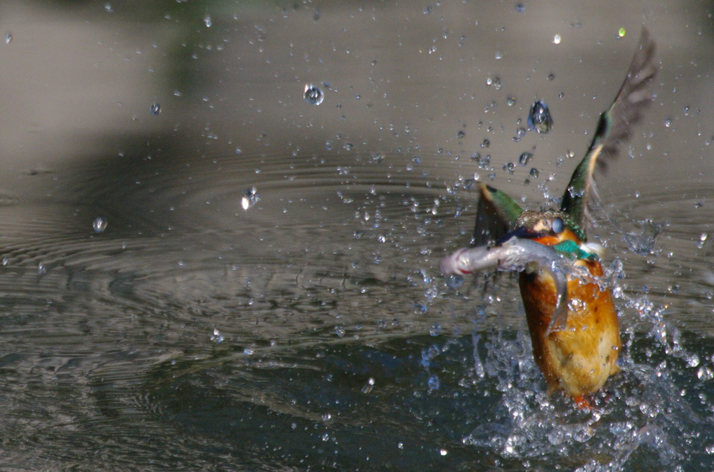 AquaBird