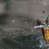 AquaBird