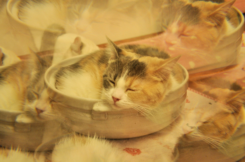 にゃんこ鍋
