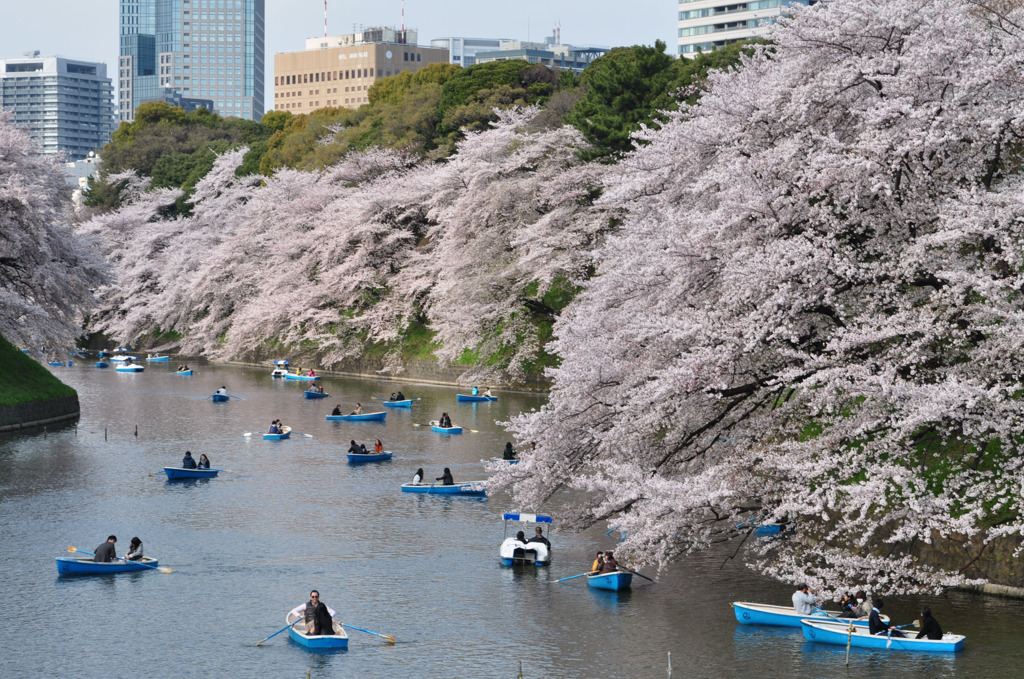 千鳥ヶ淵 '11