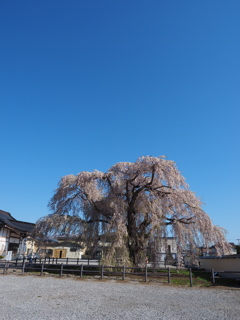 法亀寺しだれ桜