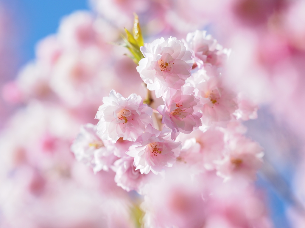 亀田記念公園にて