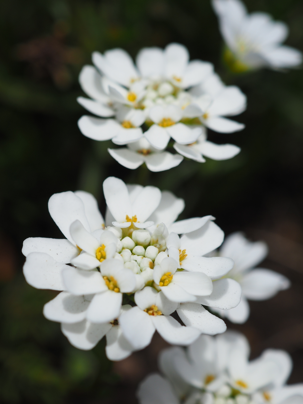 春の花壇 Vol.4
