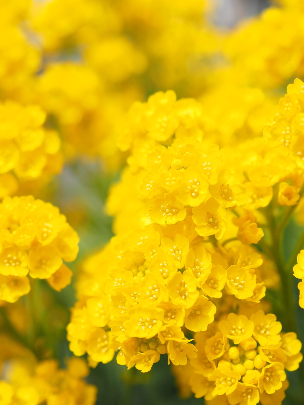 春の花壇 Vol.7
