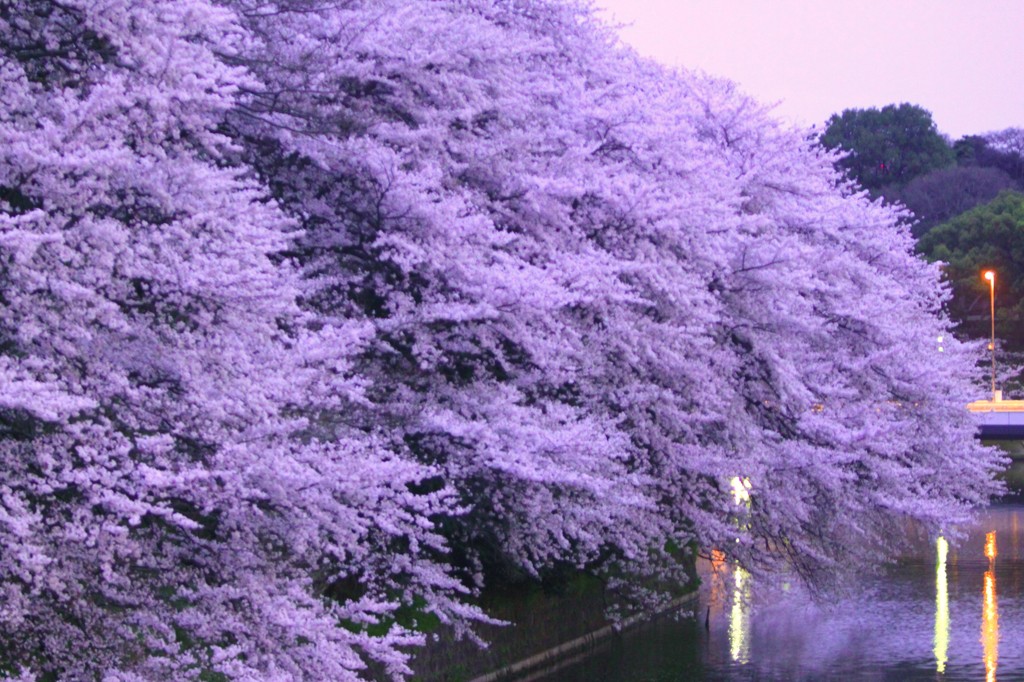 トワイライト桜2