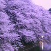 トワイライト桜2