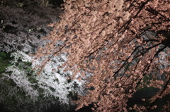 ツートン桜