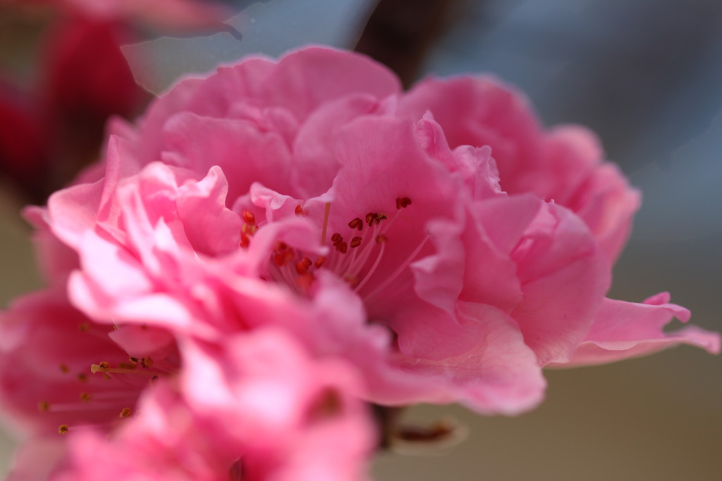桃桜