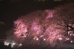 幻想桜