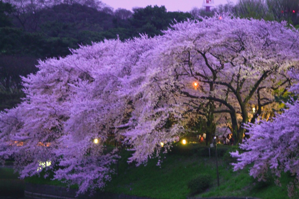 トワイライト桜1
