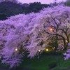 トワイライト桜1
