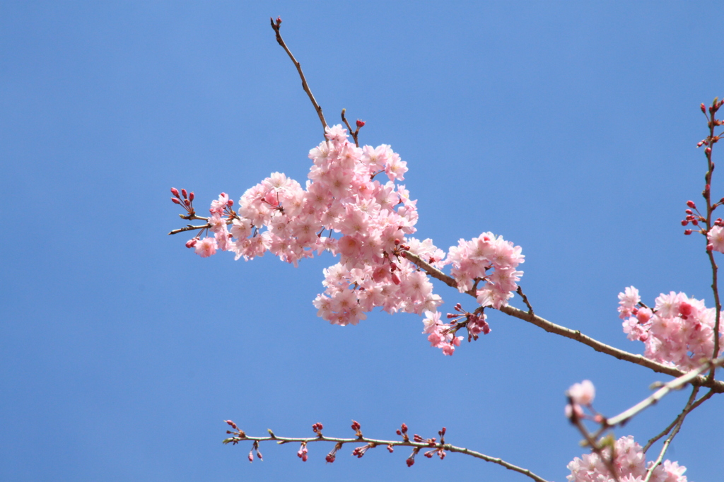 一輪の桜