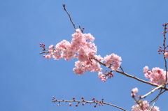 一輪の桜