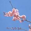 一輪の桜