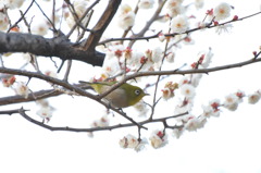 ウメジローさん