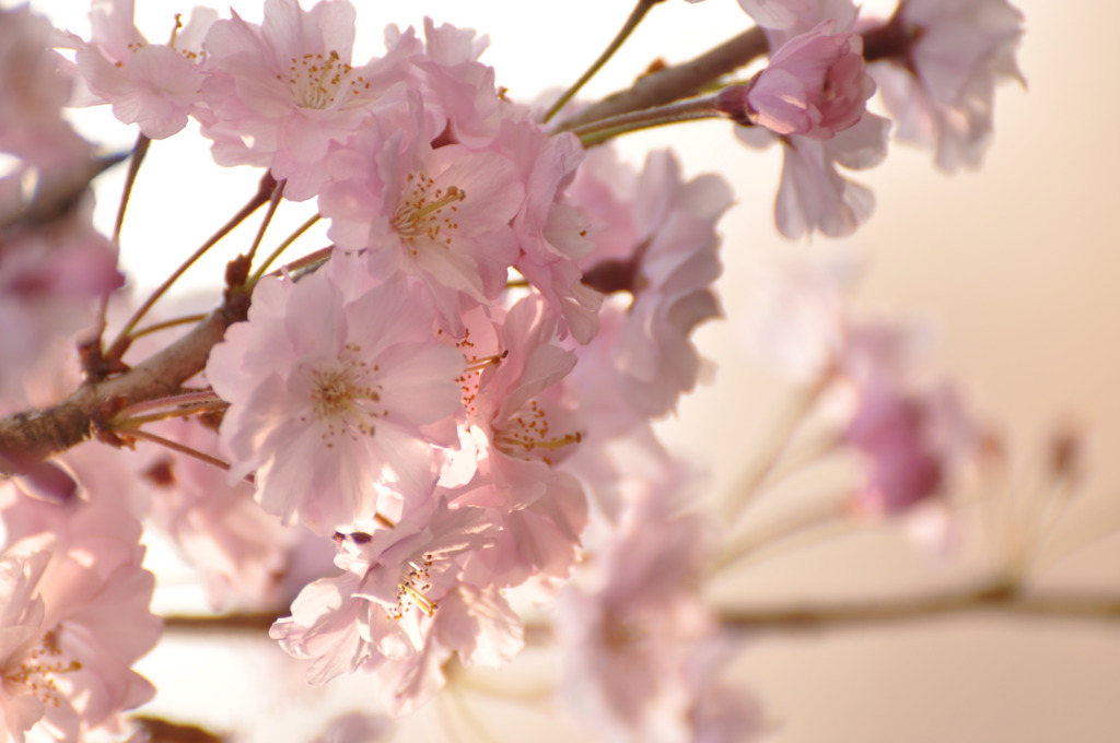 桜色