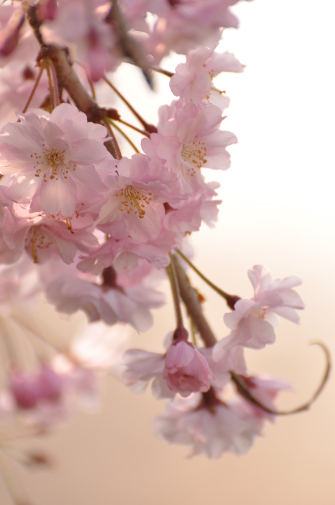 桜色２