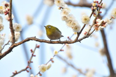 きりっ