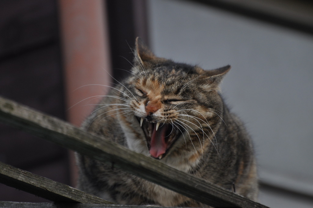 くあっ