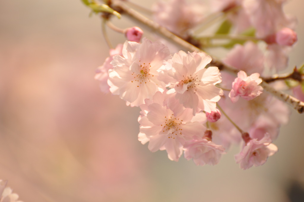 桜色