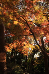 殿ヶ谷戸庭園②