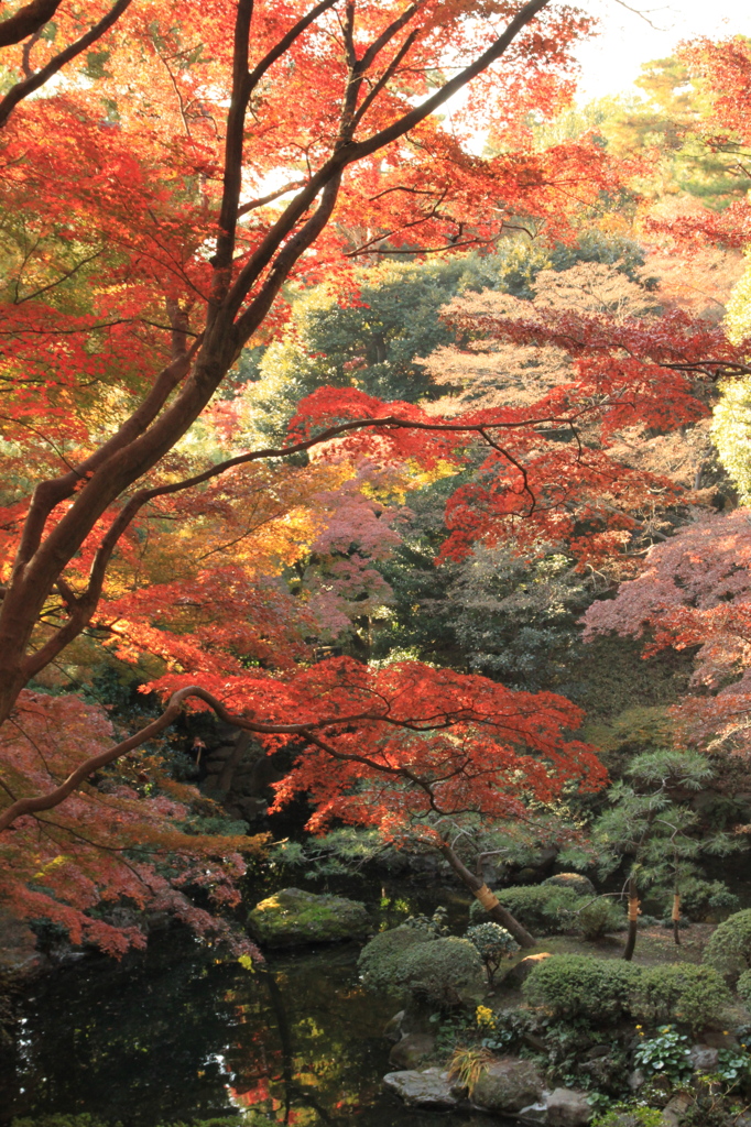 殿ヶ谷戸庭園①