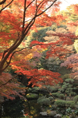 殿ヶ谷戸庭園①