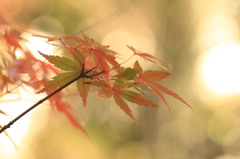 旧古河庭園④