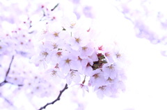 sakura ①