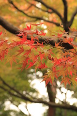 ほのぼの