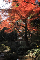 殿ヶ谷戸庭園⑤