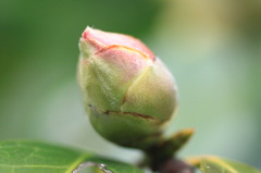 tubomi