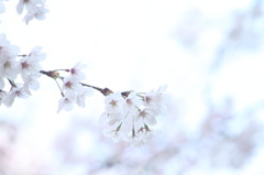 sakura  ④