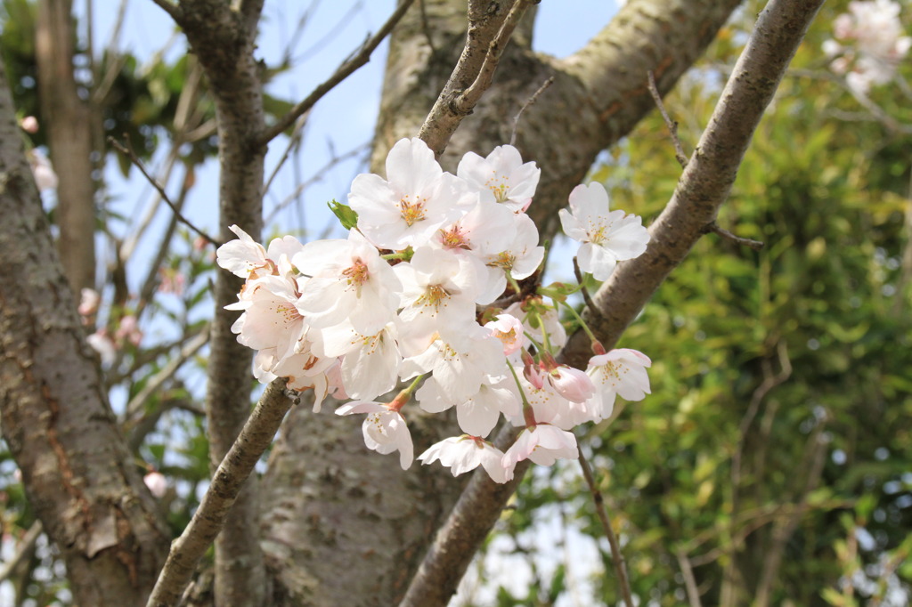 sakura  ⑤
