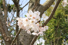 sakura  ⑤