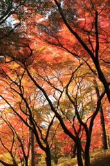 殿ヶ谷戸庭園③