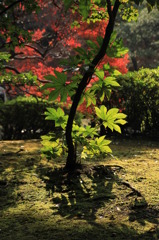 旧古河庭園③