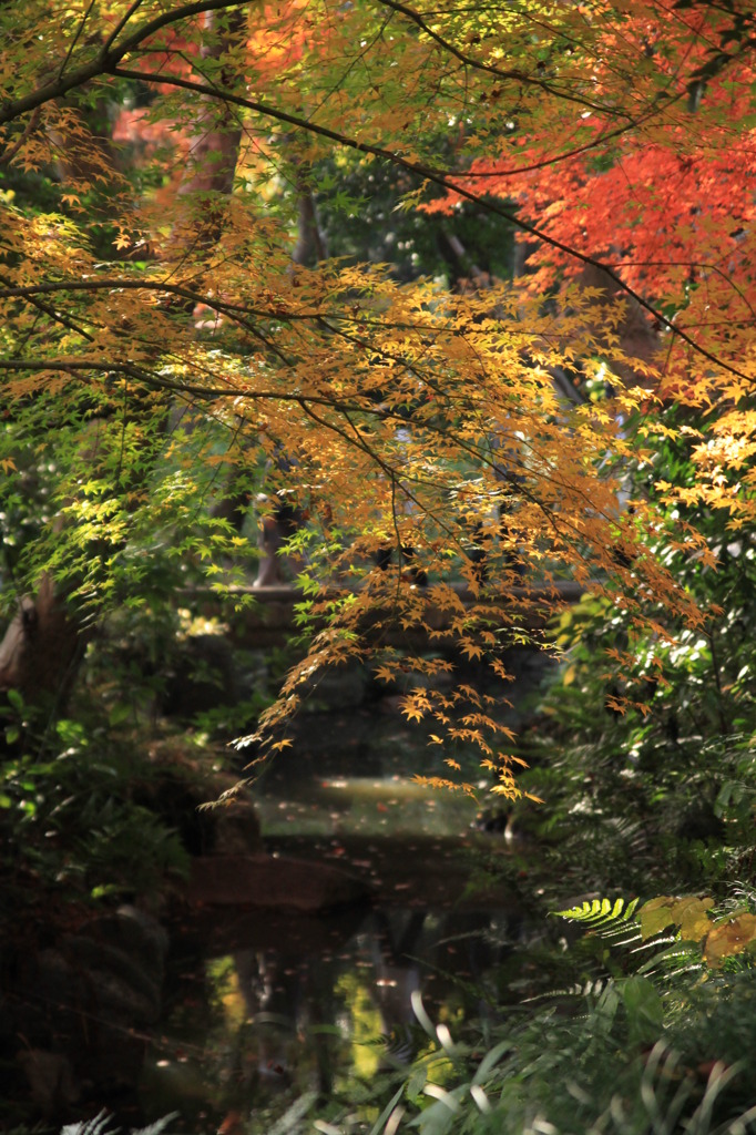 旧古河庭園①