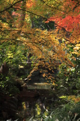 旧古河庭園①