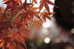 旧古河庭園②