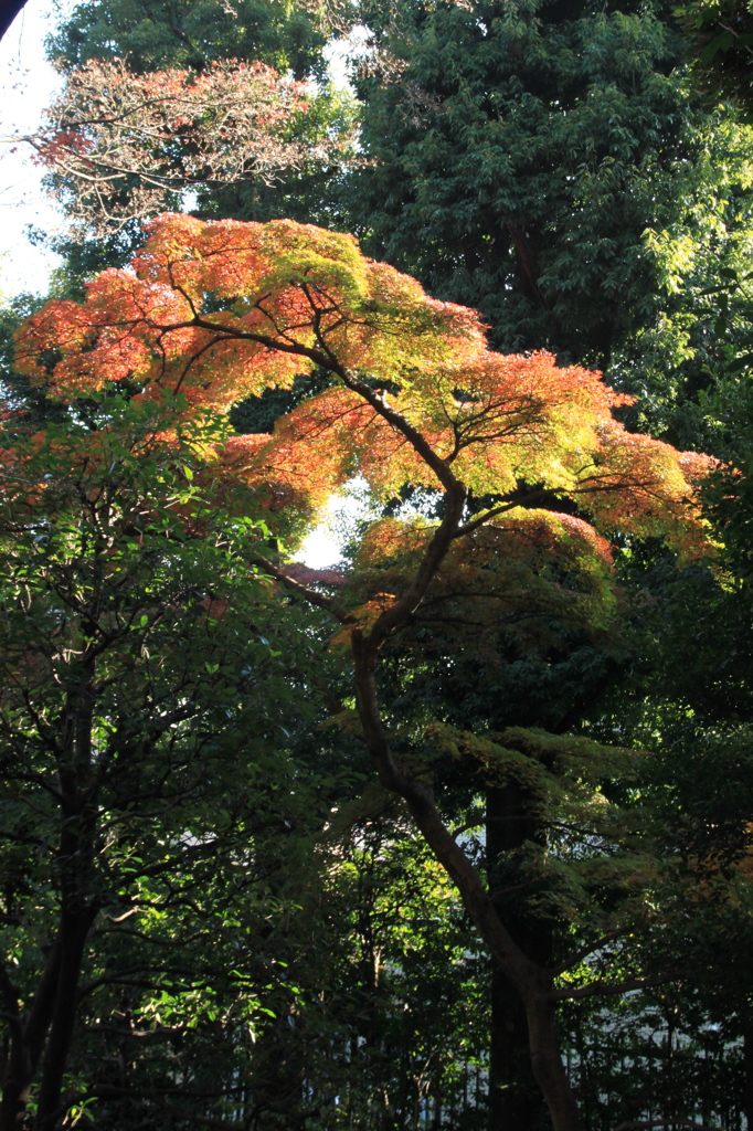 殿ヶ谷戸庭園④