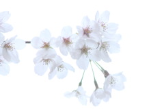 sakura ③