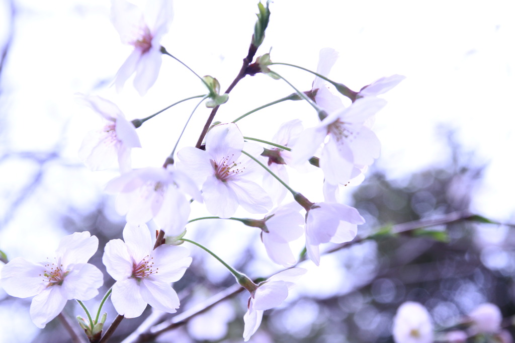 sakura ②